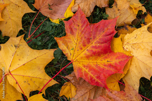 Autumn multicolored maple leaf on the ground 