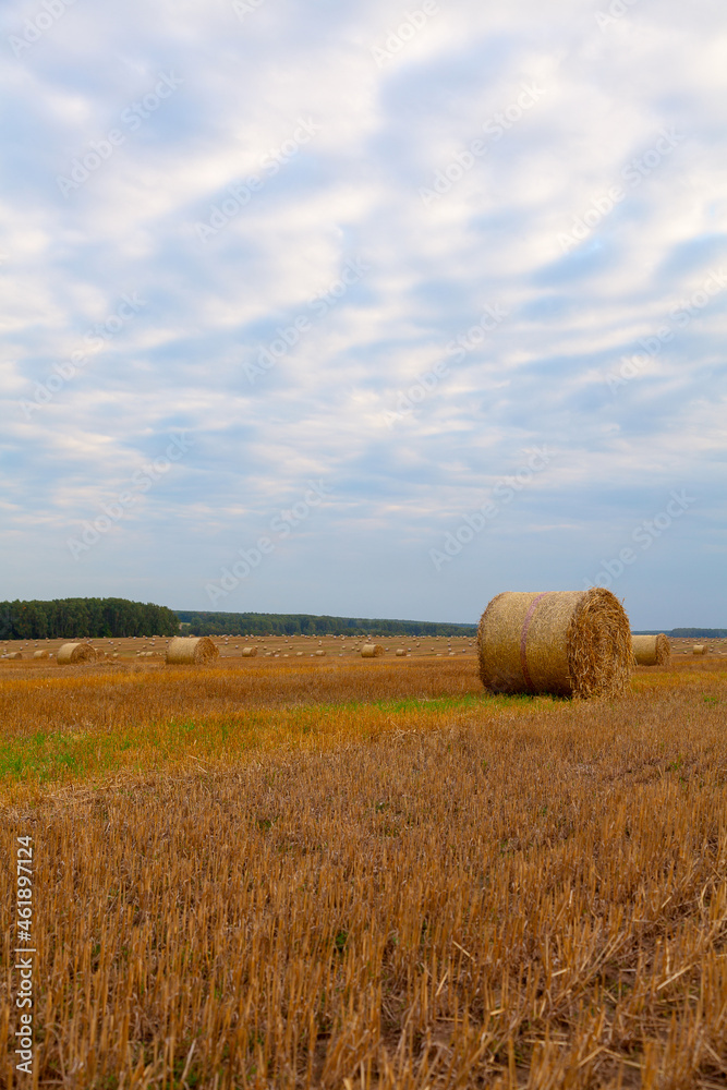 Rolled golden straw lies on a field against a dramatic sky