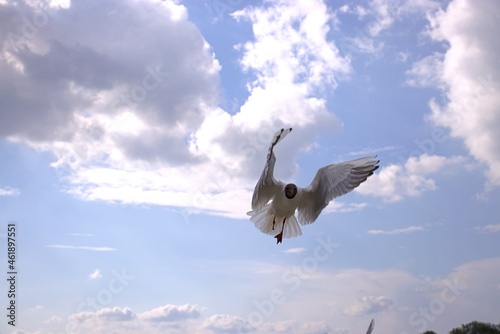 seagull flying in the sky