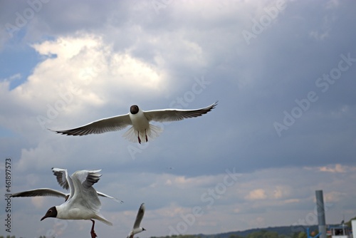 seagull flying in the sky