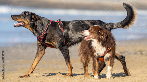 dogs playing in the sand at a beach in summertime