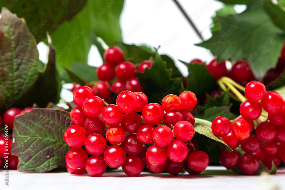 Red rowan berries on a white background. Healthy berries Red rowan berries on a white background. Healthy berries
