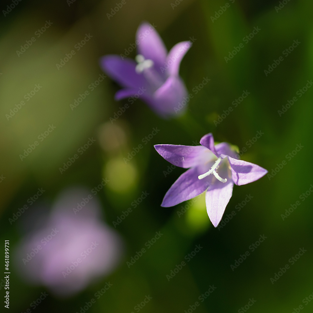 Fototapeta premium Wiesenglockenblume