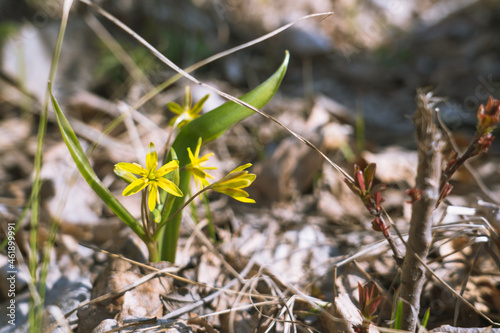 A lonely yellow flower of Buttercup creeping in early spring among the dried autumn leaves.