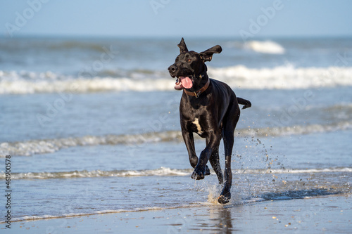 Grate dane dog running in the water and enjoying the sun at the beach. Dog having fun at sea in summer.