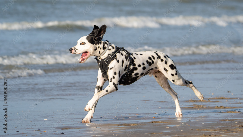 Dalmation dog at the beach enjoying the sun, playing in the sand at summertime Dalmation dog at the beach enjoying the sun, playing in the sand at summertime