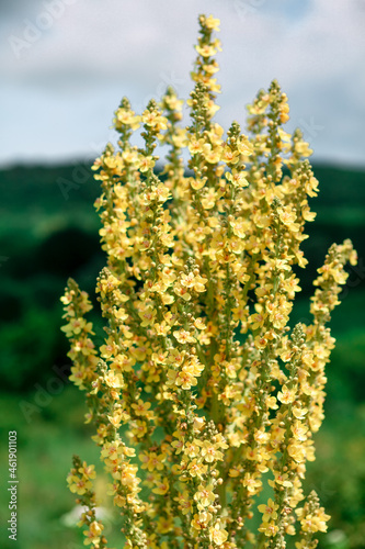 Verbascum flowering plant . Mullein yellow wild flowers © russieseo