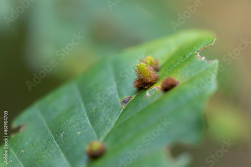 Hairy gall of Gall Midge Hartigiola annulipes on beech leave photo