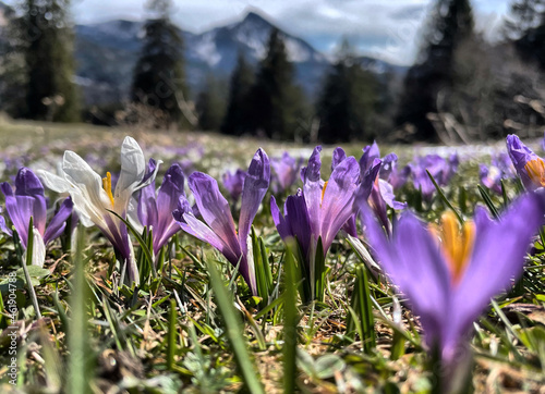 Krokusblüte an den Daffnerwaldalmen