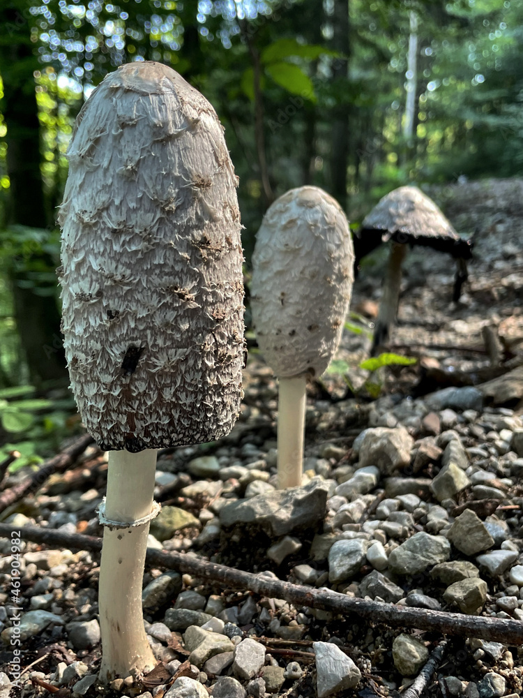Pilze im Kies Stock Photo | Adobe Stock