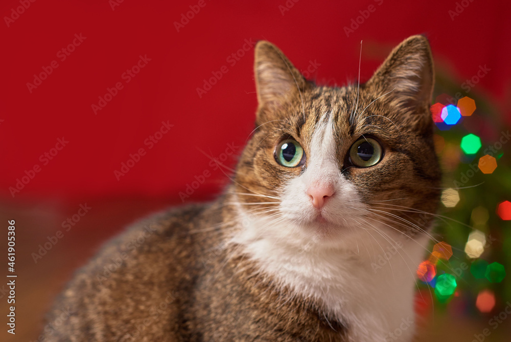 close-up, funny pet cat on a red background, colored bokeh for a new year christmas card