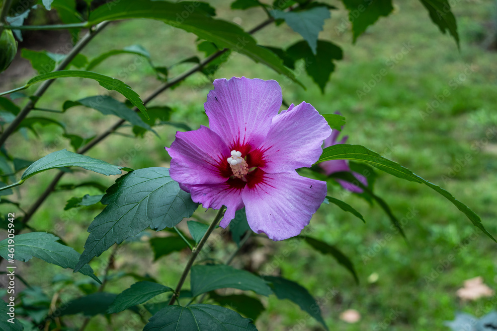 closeup of a purple blossom Hibiscus syriacus Flower closeup of a purple blossom Hibiscus syriacus Flower