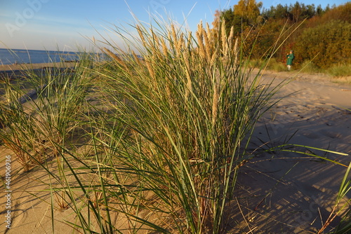 grass on the beach