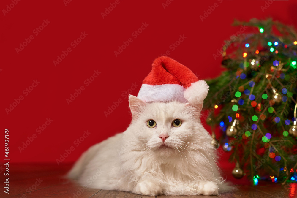 white cat in christmas hat santa claus lies under christmas tree, red background, for new year card white cat in christmas hat santa claus lies under christmas tree, red background, for new year card