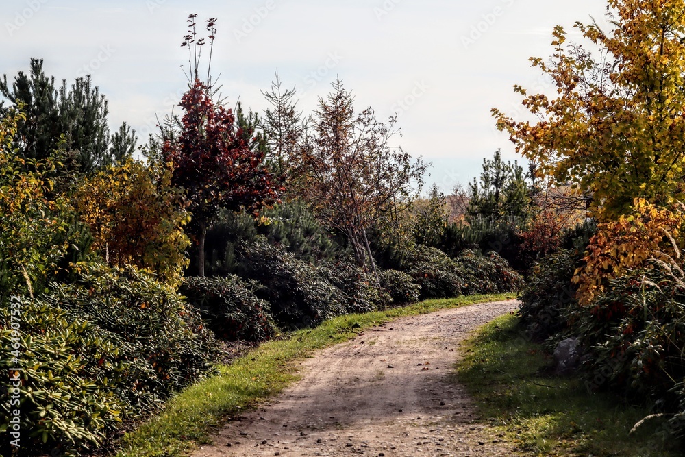 Obraz premium path in the park