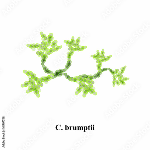C. brumptii candida. Pathogenic yeast-like fungi of the Candida type morphological structure. Vector illustration
