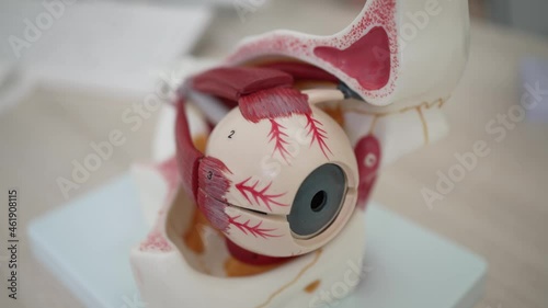 Anatomical model of the eyeball in the ophthalmologist's office 
