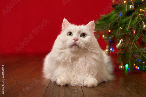cute white cat lies under a Christmas tree on a red background, background for a new year card