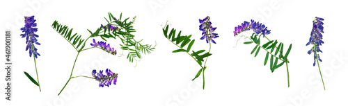 Mouse peas Perennial herbaceous plant dried flowers herbarium on a white background purple wildflowers 