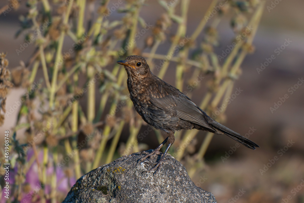 Fototapeta premium Common Blackbird (Turdus merula) perched on a rock