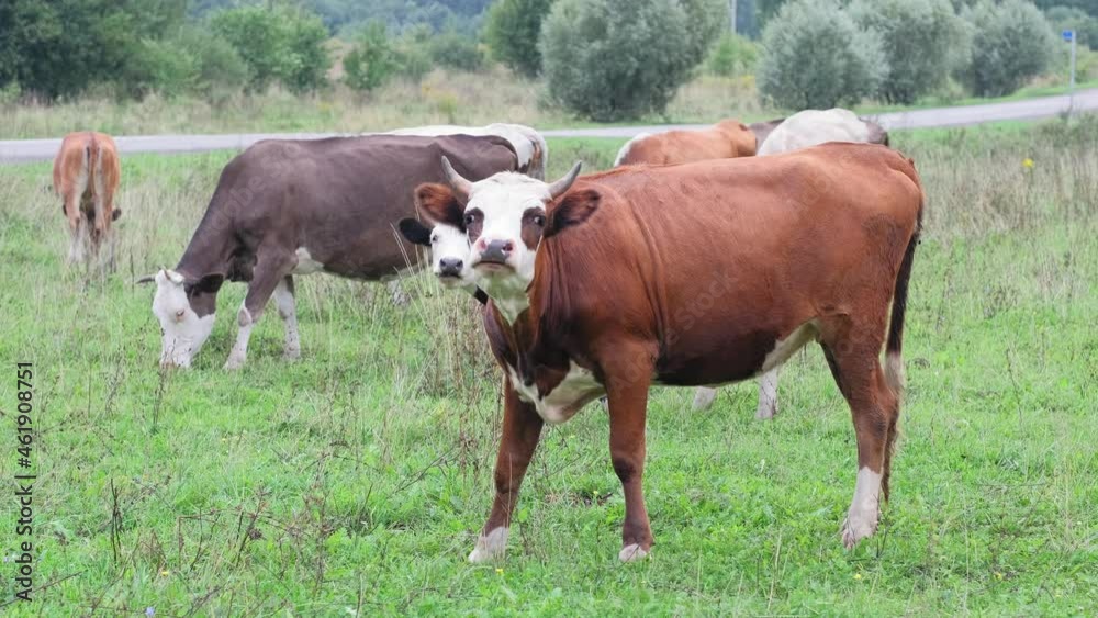 A red young bull is chewing grass and staring intently at a farmer standing in a pasture on a summer day. A red young bull is chewing grass and staring intently at a farmer standing in a pasture on a summer day.