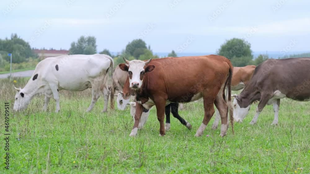 A brown young bull saw a farmer and headed towards him through a green meadow , separating from the herd on a summer day . A brown young bull saw a farmer and headed towards him through a green meadow , separating from the herd on a summer day .