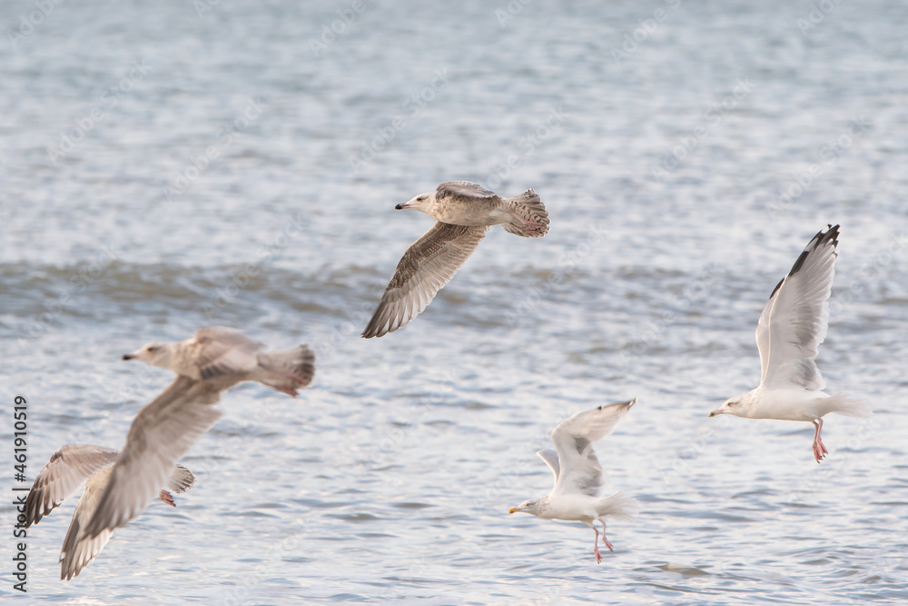 Flying seagull Flying seagull