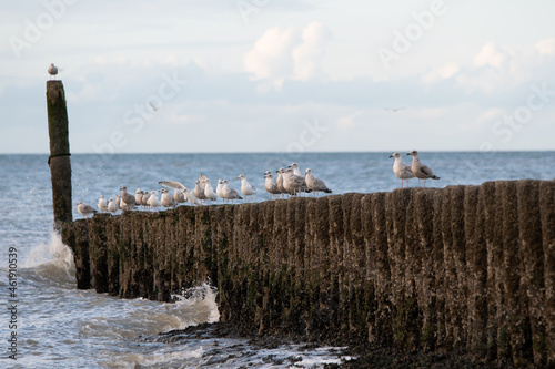 Seagulls on stilts