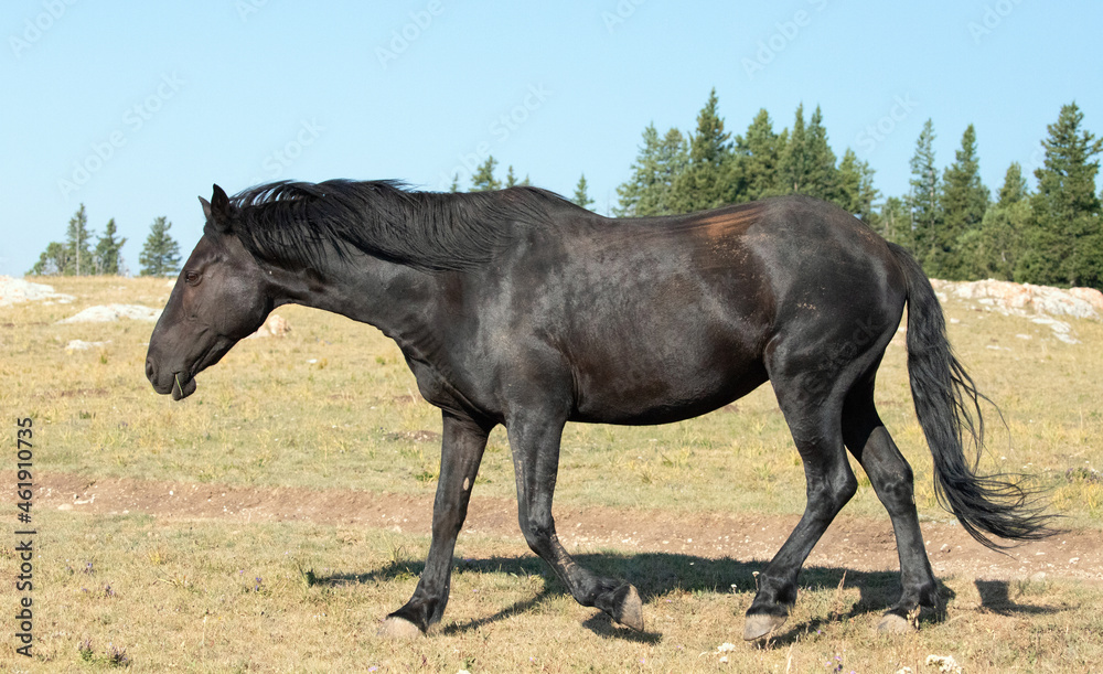 Sorrel Black Mare Wild Horse Mustang in the Pryor Mountains Wild Horse Refuge Sanctuary on the border of Wyoming Montana in the United States Sorrel Black Mare Wild Horse Mustang in the Pryor Mountains Wild Horse Refuge Sanctuary on the border of Wyoming Montana in the United States
