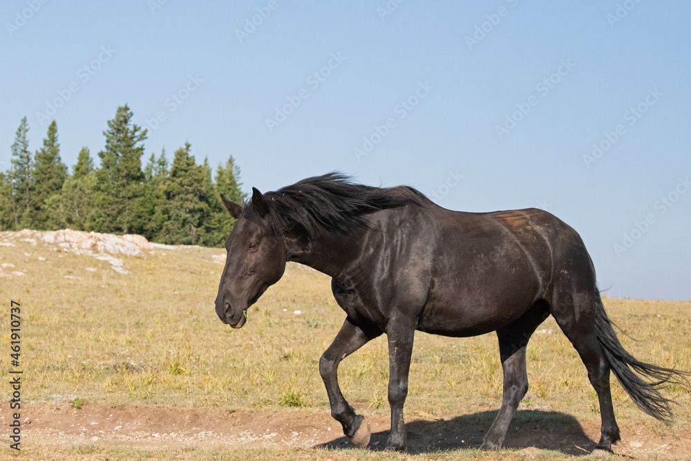 Black Mare Wild Horse Mustang in the Pryor Mountains Wild Horse Refuge Sanctuary on the border of Wyoming Montana in the United States