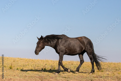 Pryor Mountain Black Mare Wild Horse Mustang on the border of Wyoming Montana in the United States © htrnr