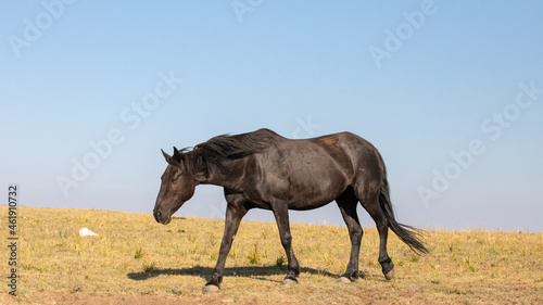 Black Mare Wild Horse Mustang with clear sky background in the Pryor Mountains Wild Horse Refuge Sanctuary on the border of Wyoming Montana in the United States