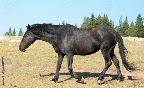 Sorrel Black Mare Wild Horse Mustang in the Pryor Mountains Wild Horse Refuge Sanctuary on the border of Wyoming Montana in the United States