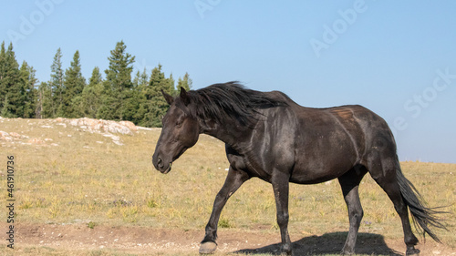Black Mare Wild Horse Mustang in the mountains of the western United States © htrnr