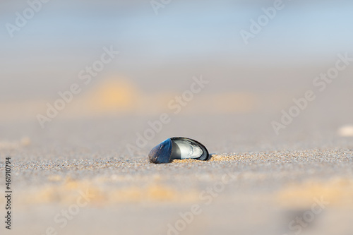 Open mussel on the beach