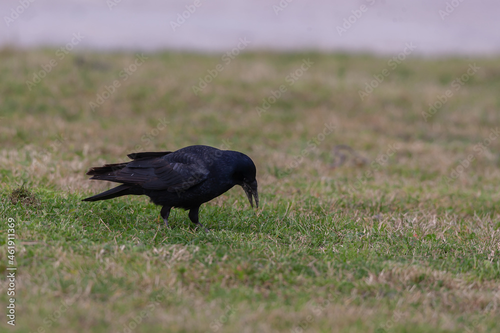 Fototapeta premium Rook (Corvus frugilegus) feeding in the grass