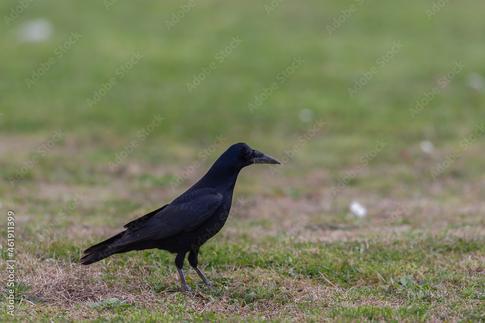 Rook (Corvus frugilegus) feeding in the grass Rook (Corvus frugilegus) feeding in the grass