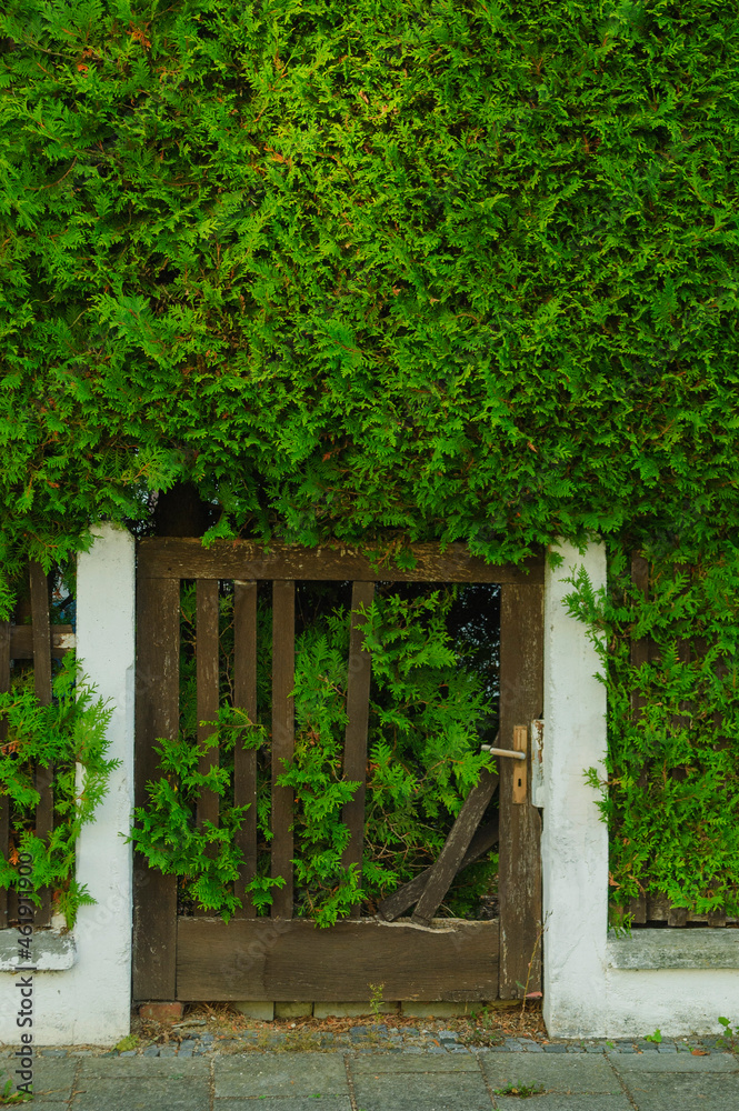 This wooden gate is completely covered by a green hedge