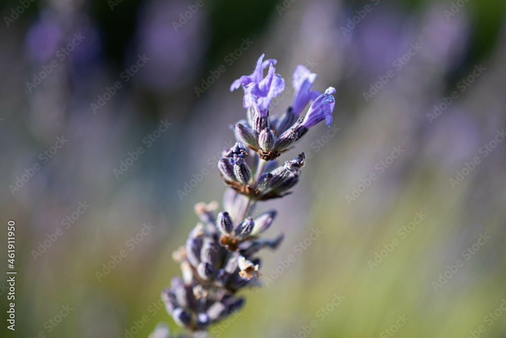 Macro lavender Macro lavender
