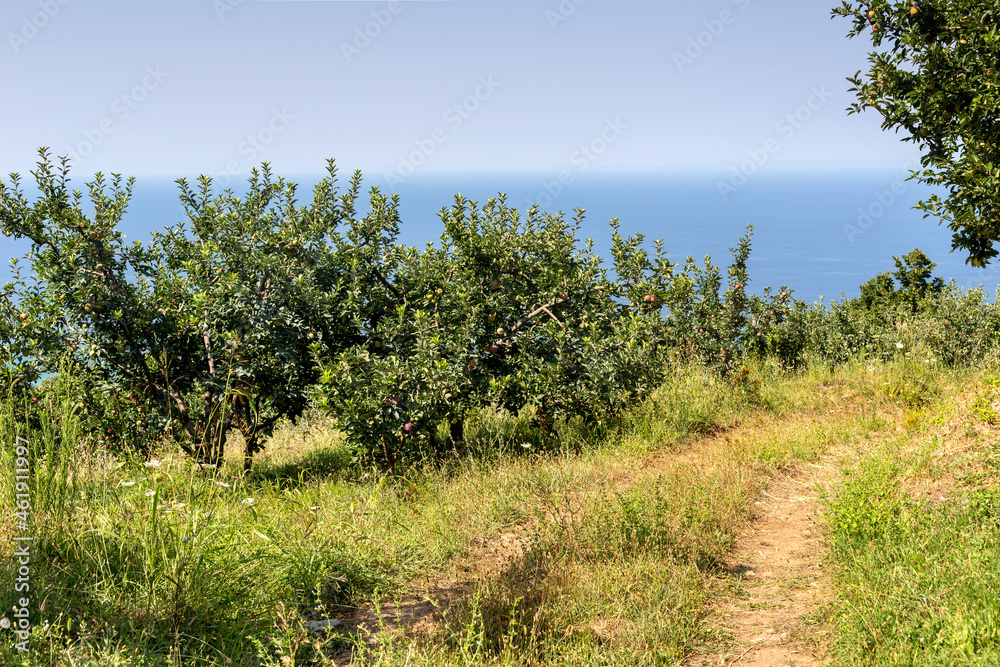 The apple orchards near the village of Zagora (Pelion, Greece) overlooking the sea in summer time.