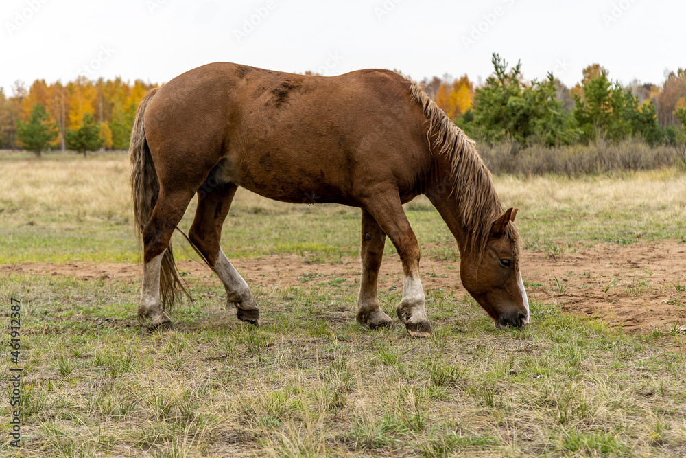 a red horse in a field against the background a red horse in a field against the background