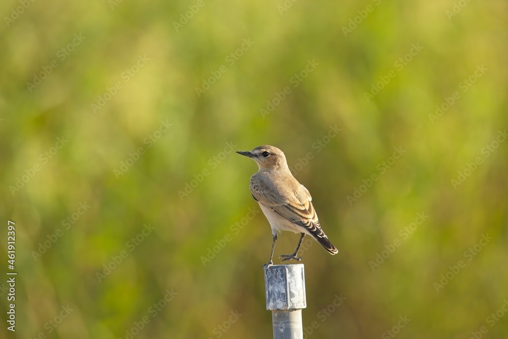 Isabelline Wheatear