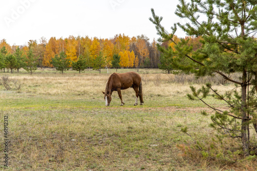 a red horse in a field against the background