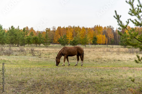a red horse in a field against the background