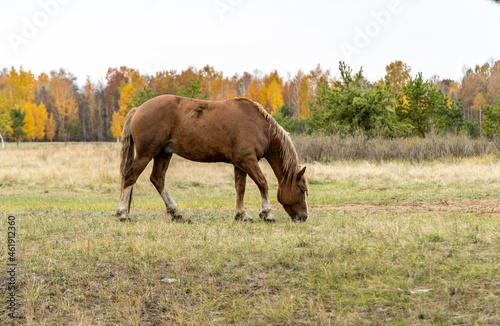 a red horse in a field against the background