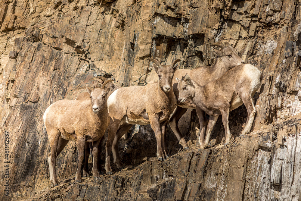 Big Horn Sheep herd on a rock wall