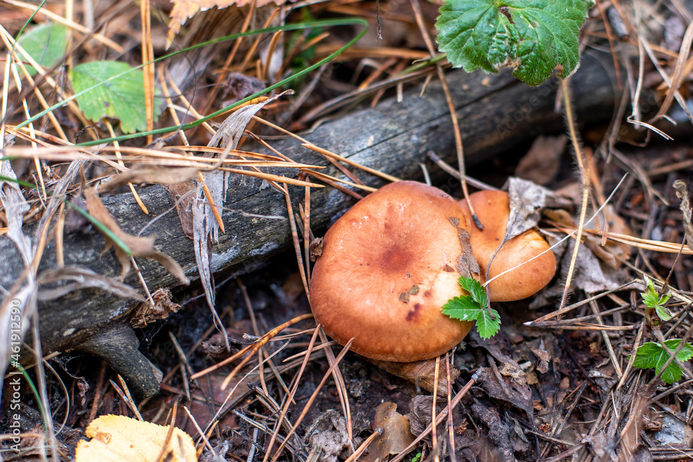 buttermilk, Suillus luteus, edible mushrooms buttermilk, Suillus luteus, edible mushrooms