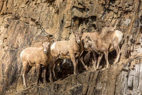 Obraz na płótnie Big Horn Sheep herd on a rock wall w salonie