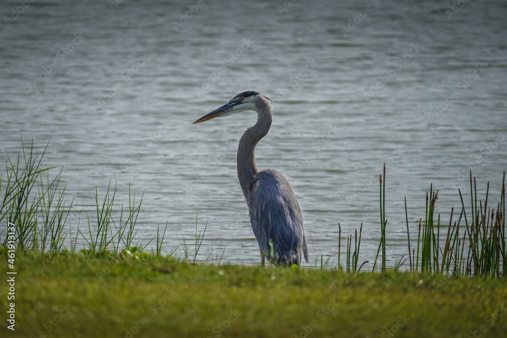 Great Blue Heron on edge of water Great Blue Heron on edge of water