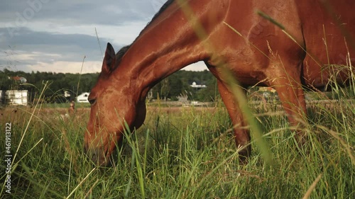 Brown horse standing on a green meadow and eats grass while the sun sets over the Swedish west coast. Summer. Amundon, Gothenburg. photo